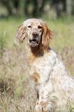 SETTER ANGLAIS 221